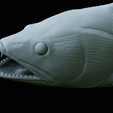zander-trophy-59.png zander / pikeperch / Sander lucioperca fish in motion trophy statue detailed texture for 3d printing