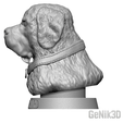 profil-2.png Saint Bernard Bust