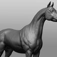 11.jpg Horse Breeds Collection