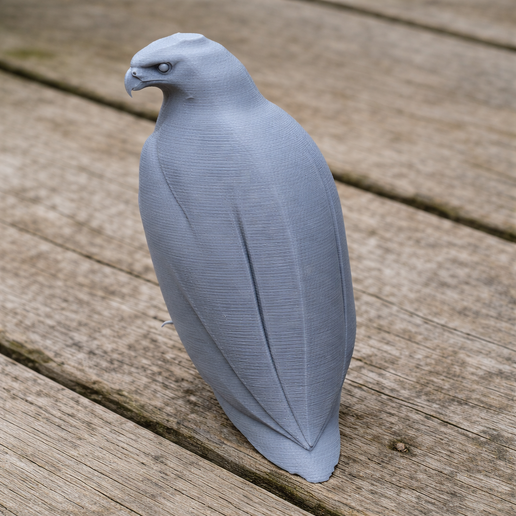 Barred hawk