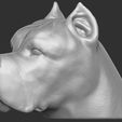14.jpg Cane Corso dog head for 3D printing