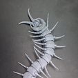 20260510_180119-1.jpg Scolopendra