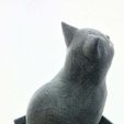 vertigo3.jpg Schrodinky: British Shorthair Cat Sitting In A Box(single extrusion version)