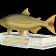 Golden-dorado-statue-14.png fish golden dorado / Salminus brasiliensis statue detailed texture for 3d printing