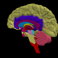 2.png.f0c9ad09cda43547716aca83814c858f.png 3D Model of Human Brain - Right Hemisphere