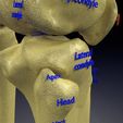 human-skeleton-set-complete-separable-labelled-bone-names-parts-3d-model-blend-9.jpg Human skeleton set complete separable labelled bone names parts 3D model