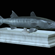Barracuda-base-8.png fish great barracuda / Sphyraena barracuda statue detailed texture for 3d printing