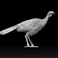 5345435.jpg bird Turkey