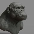c2.jpg Chimpanzee Bust
