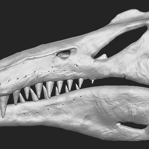 spinosaurus-dinosaur-skull-3d-printing-223631.png OBJ file Spinosaurus Dinosaur Skull・3D print model to download, arric