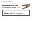 Basilosaurus_skull_label.jpg Cráneo de basilosaurio