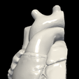 1.png 3D Model of Heart (apical 2 chamber plane)