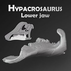 Hypacrosaurus_dentary_preview01.jpg Dinosaur Hypacrosaurus lower jaw