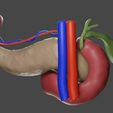 render2.jpg PANCREAS ANATOMICAL MODEL