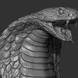 13.jpg Snake cobra