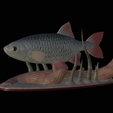 Perlin-3.png fish common rudd statue detailed texture for 3d printing