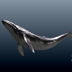 09.jpg STL file ็HumpBack Whale・Model to download and 3D print