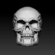 Skull-model-FRONT.jpg Skull of Human 3D Model