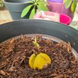 20240706_151426.jpg Floating pot for growing avocado pit