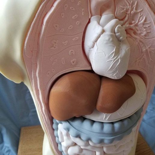 20190426_130540.jpg Modelo de torso de anatomía humana