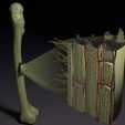 ps4.jpg Bone histology anatomy 3D