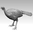 980098.jpg bird Turkey