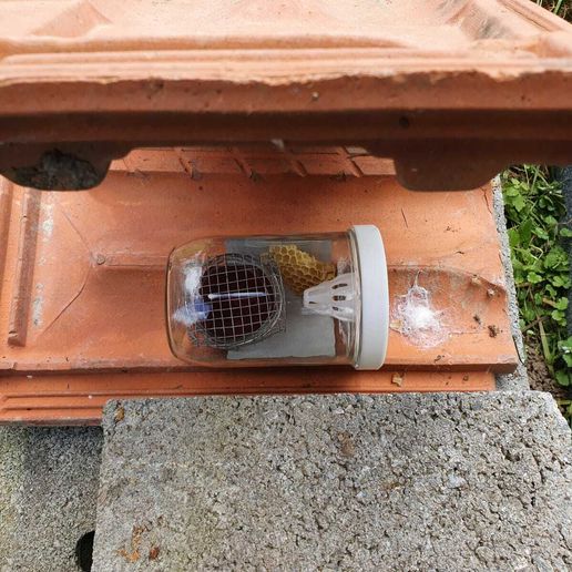 Hornet trap for glass jars 3D model