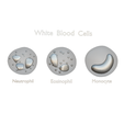 WB_Matcap_2.png White Blood Cells