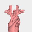 1.jpg Human heart