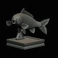 common-carp-trophy-2-2-1-26.png COMMON CARP (CYPRINUS CARPIO) fish in motion trophy statue detailed texture for 3d printing