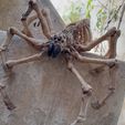 Skeleton_Spider2_3.jpg TARANTULA FLEXI PRINT-IN-PLACE SKELETON SPIDER_HALLOWEEN
