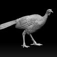 5456546.jpg bird Turkey