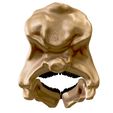 06.jpg Mamenchisaurus 3D skull