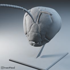 augo1.jpg STL-Datei Insektenkopf - Schweißbiene・3D-druckbares Modell zum herunterladen, InsectHead