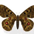 00OSS.jpg DOWNLOAD BUTTERFLY  COLECTION 3D MODEL ANIMATED - MAYA - BLENDER 3 - 3DS MAX - UNITY - UNREAL - CINEMA 4D -  3D PRINTING - OBJ - FBX - 3D PROJECT CREATE AND GAME READY BUTTERFLY