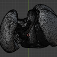 12.png 3D Model of Heart and Lungs
