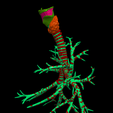 2.png 3D Model of the Lungs Airways