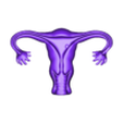 utero.stl Uterus / Uterus