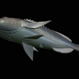 Dentex-statue-1-27.png fish Common dentex / dentex dentex statue underwater detailed texture for 3d printing