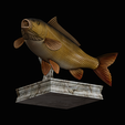 common-carp-trophy-2-2-1-18.png COMMON CARP (CYPRINUS CARPIO) fish in motion trophy statue detailed texture for 3d printing