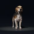 Beagles_02.jpg Beagle - STL & VRML COLOR FORMAT !- HUSH PUPPY - DOG BREED - SITTING POSE - 3D PRINT MODEL