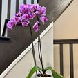undefined.jpg Flower pot with overflow tray