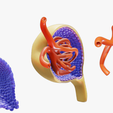 Glomerulus_R_3.png Anatomie du glomérule