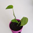 IMG_20200508_120957.jpg PLANTER 01