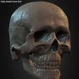 Highly-Detailed-Human-Skull-011.jpg Highly Detailed Human Skull