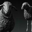 ZBrush-4654654Document.jpg T Ocellus Alien Sheep