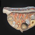2.jpg 3D Relief Model of the Ovary