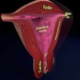 file-4.jpg Uterus cut open bisected labelled detail