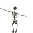 untitled.598.jpeg Complete Human Skeleton - Explore Human Anatomy