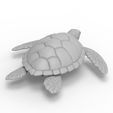 untitled.43.jpg Sea turtle